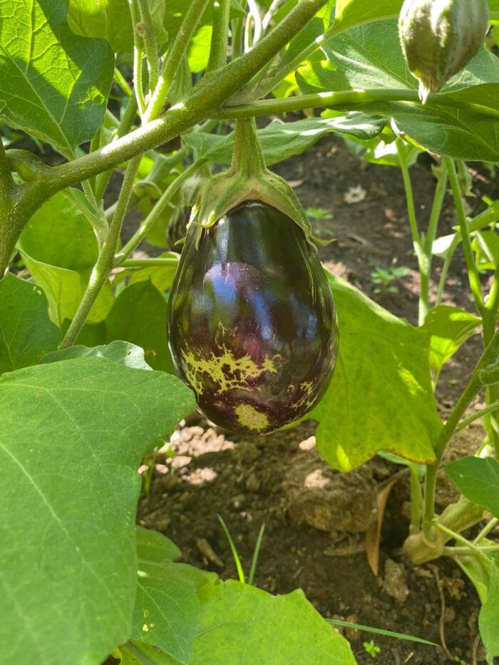 aubergine