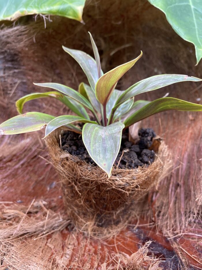 CORDYLINE