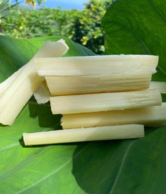 CANNE À SUCRE
