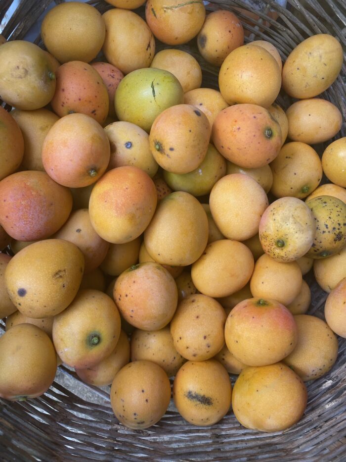 mango tilleul