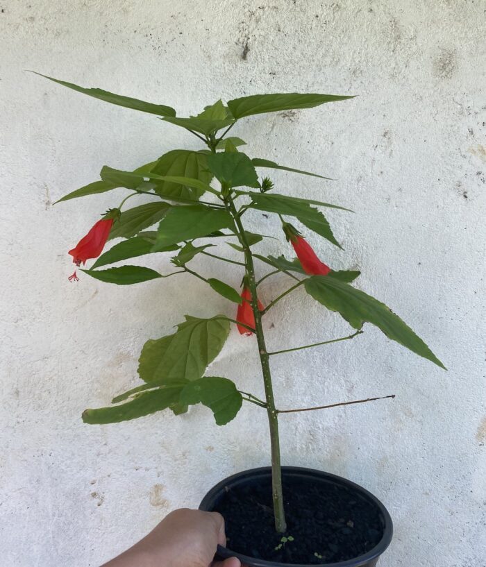 hibiscus piment