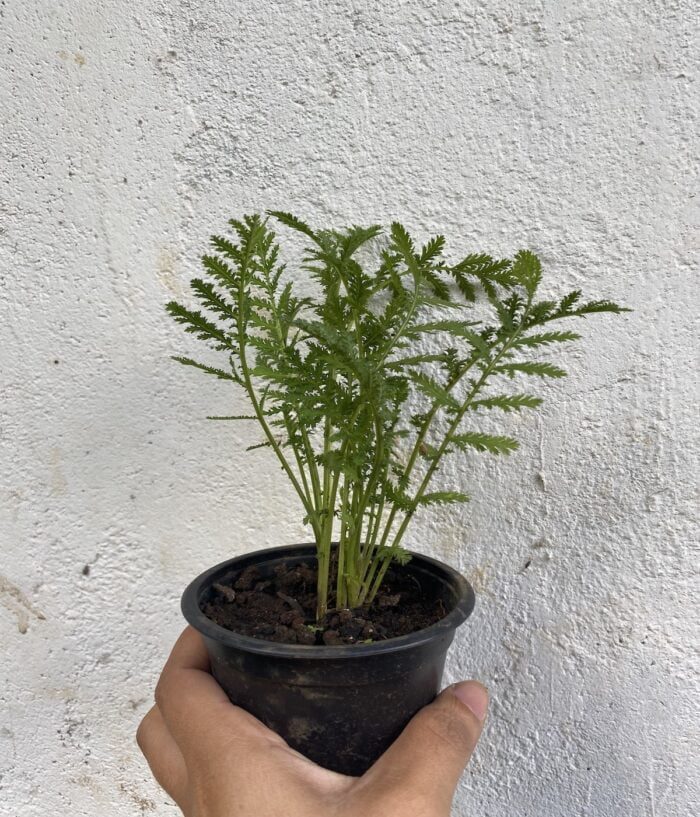 menthe glaciale