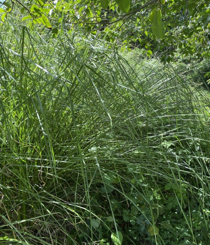 VETIVER