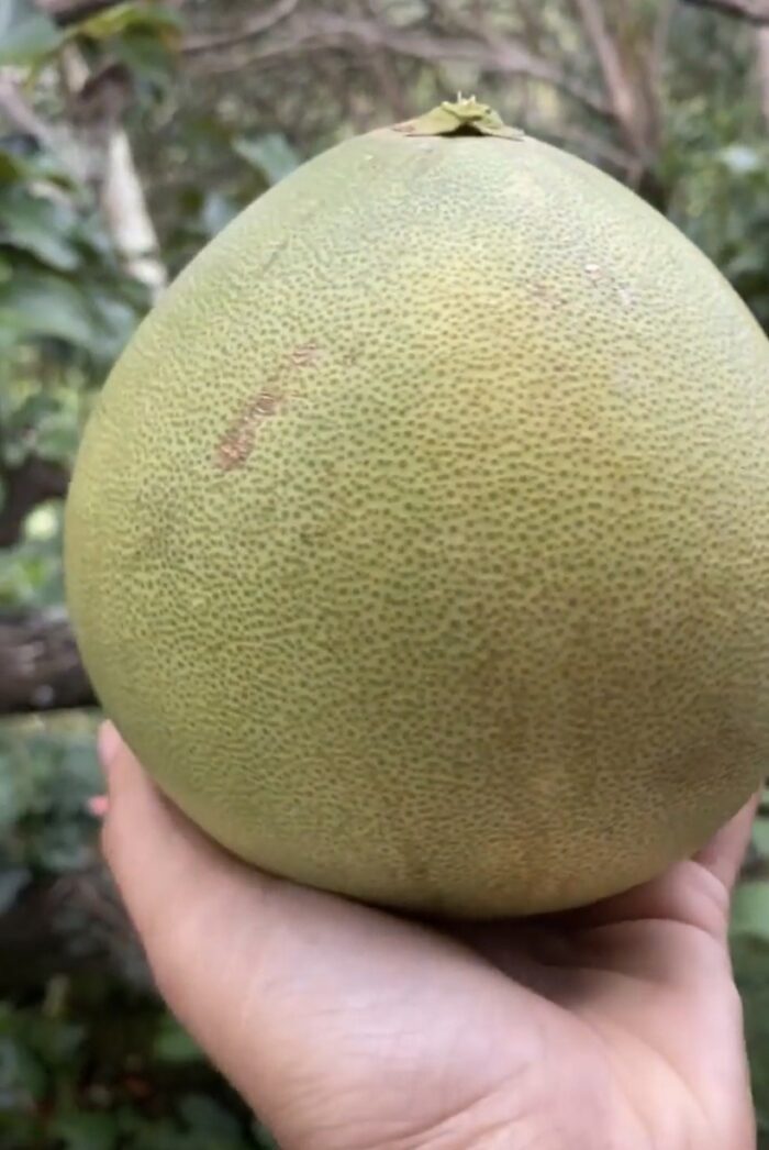 PAMPLEMOUSSE