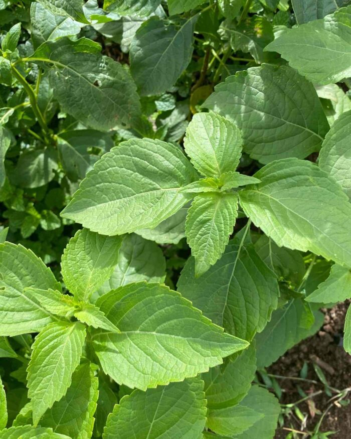 BASILIC THYM