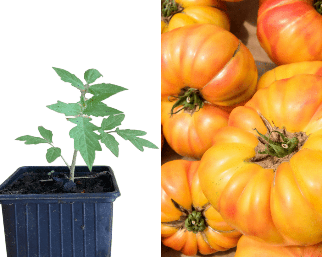 PLANT TOMATES ANANAS - Les Jardins de Nini
