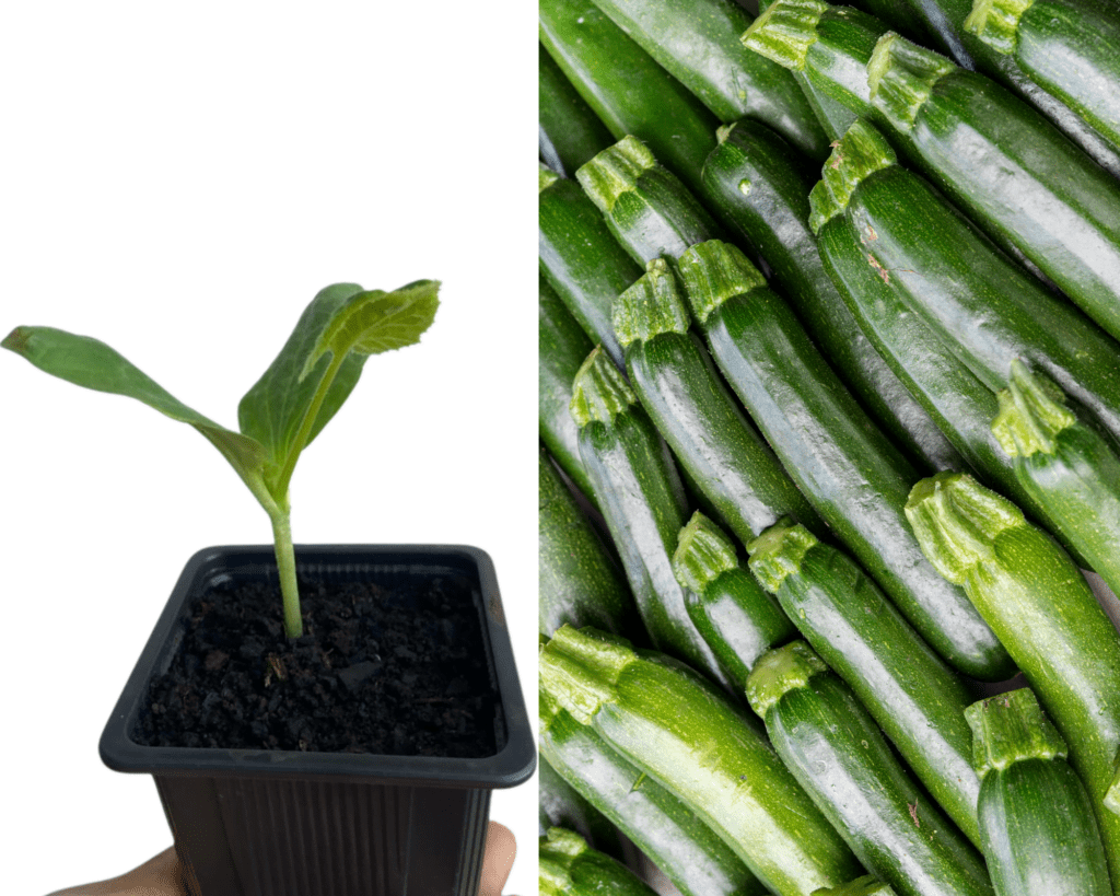 Plant Courgette Les Jardins De Nini