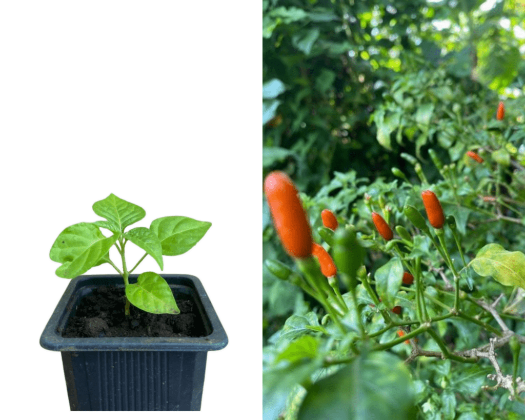 25 Graines De Courgette Goldena Légumes Jardins Potager Méthode BIO - Foto 7