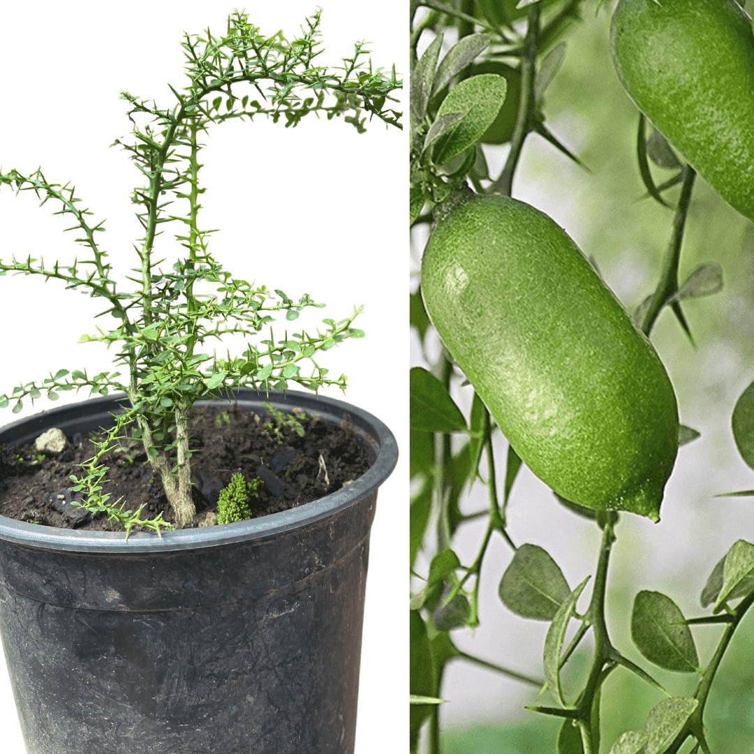 buy betel leaf plant 18