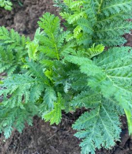 Menthe glaciale