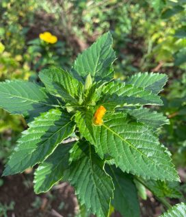 Damiana
