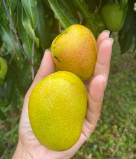 Mango moussache