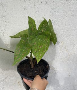 CALADIUM